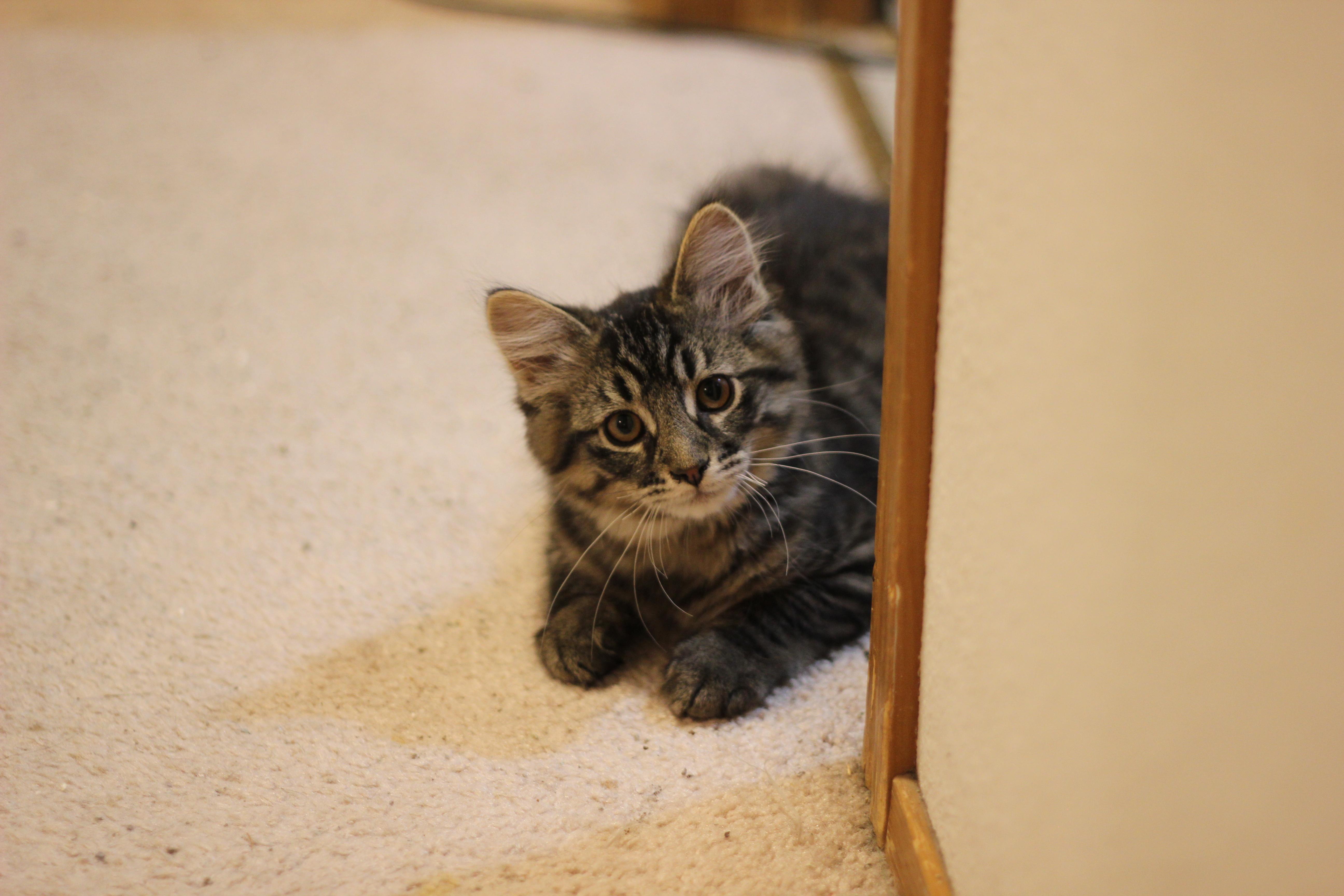 Terk, a Adopted Domestic Short Hair in Gig Harbor, WA image 2/6