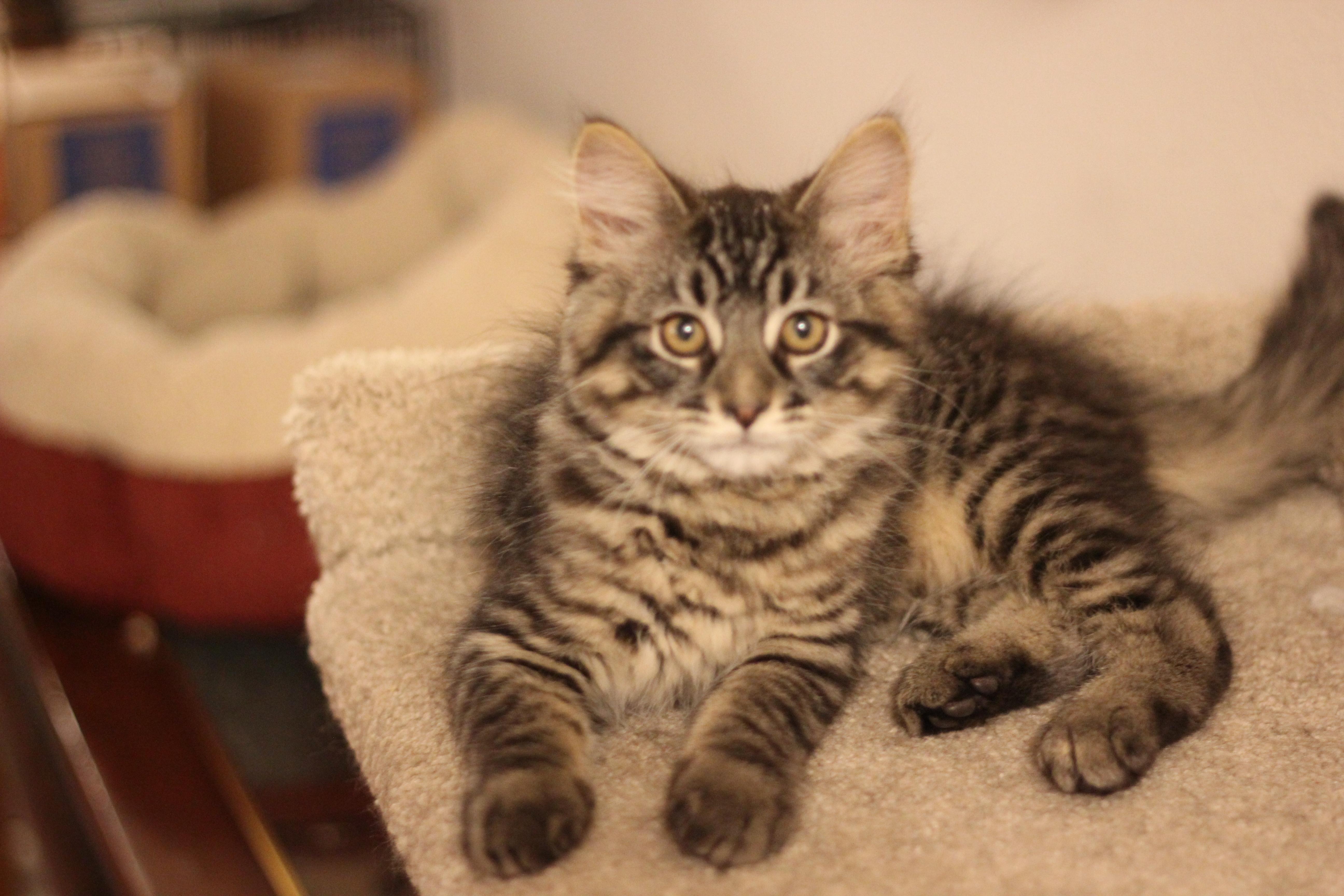 Terk, a Adopted Domestic Short Hair in Gig Harbor, WA image 3/6