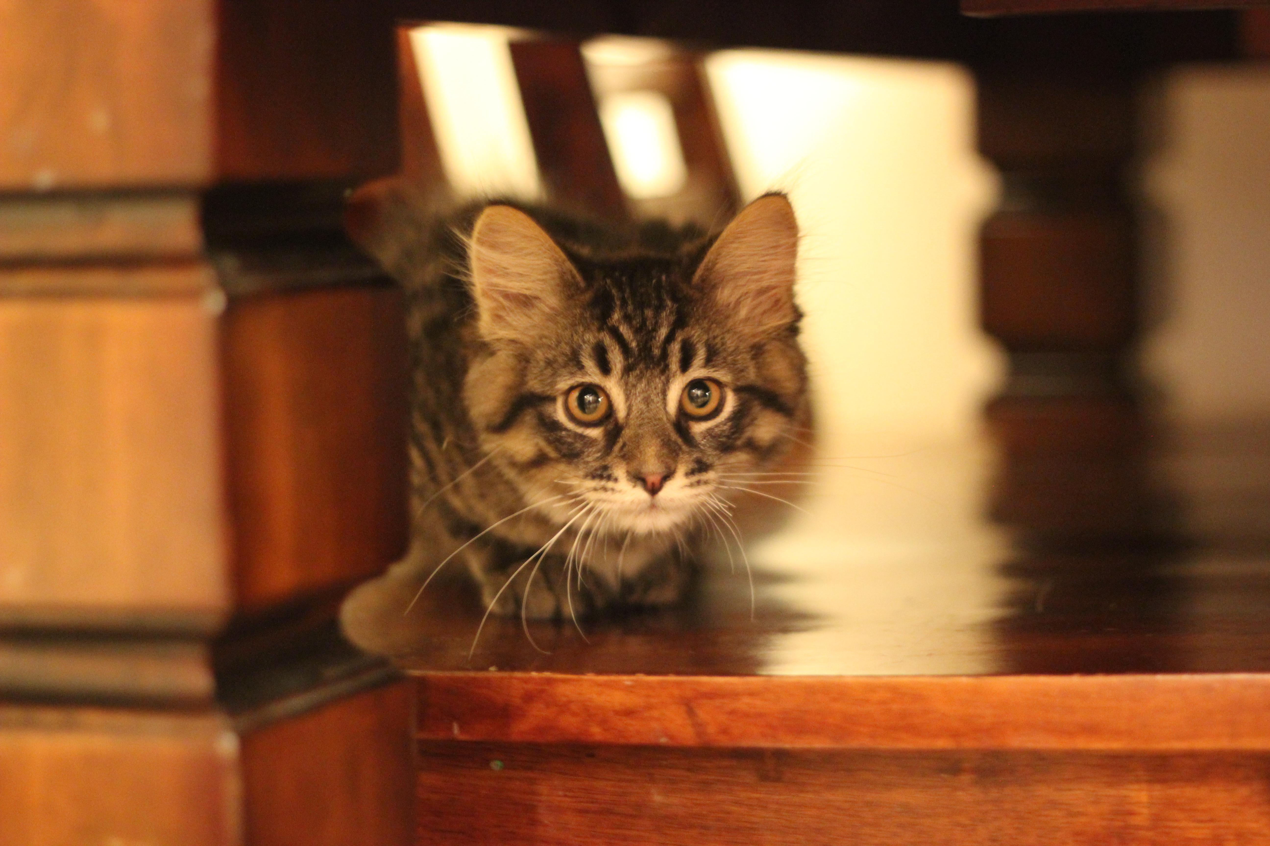 Terk, a Adopted Domestic Short Hair in Gig Harbor, WA image 5/6