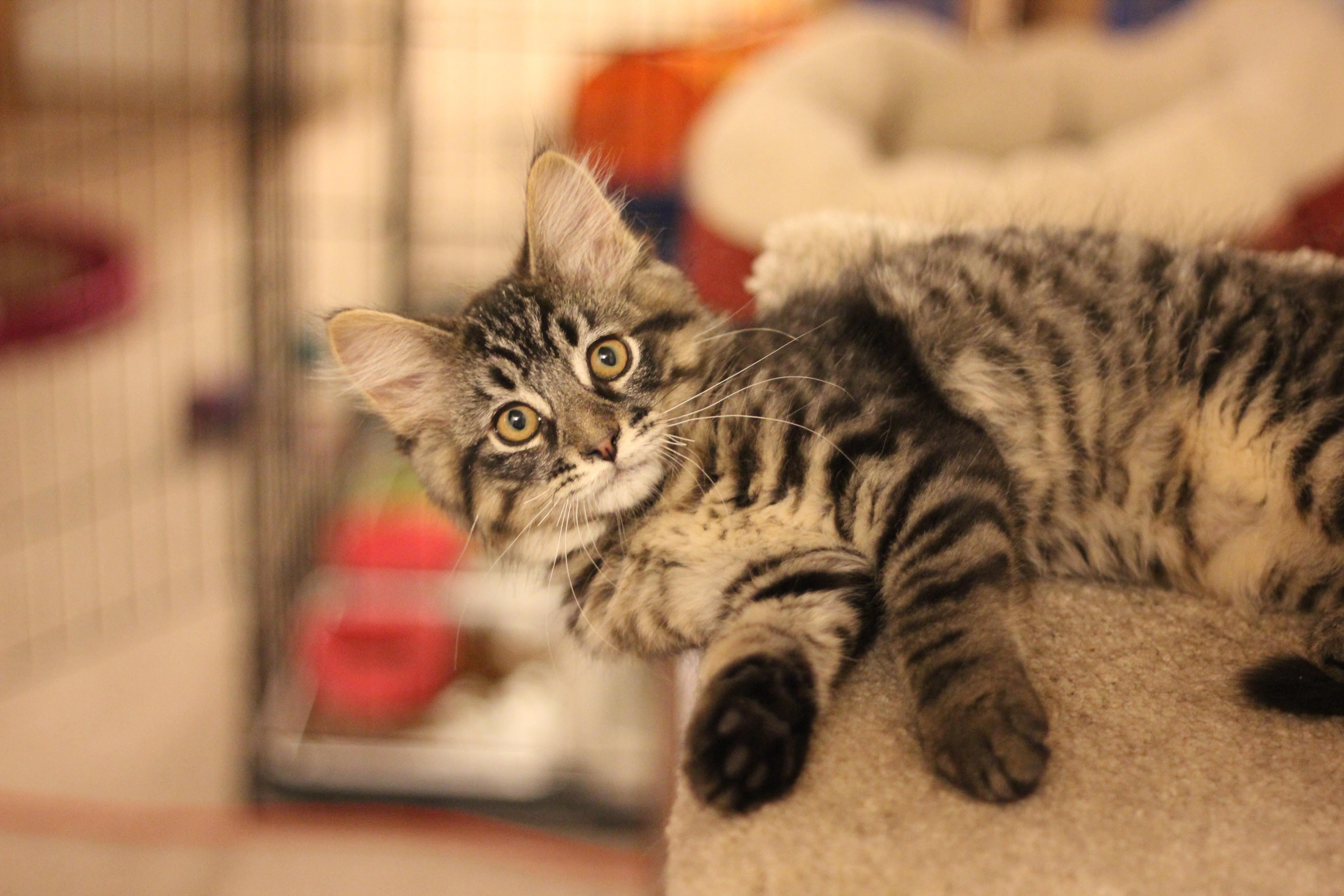 Terk, a Adopted Domestic Short Hair in Gig Harbor, WA image 6/6