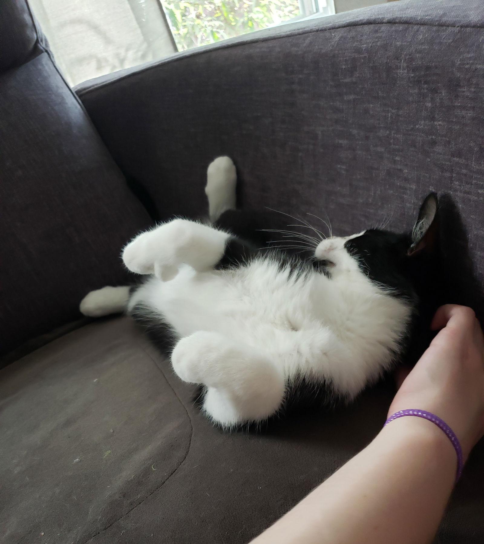 Vagabond, Adoptable, Kitten Male Domestic Short Hair.