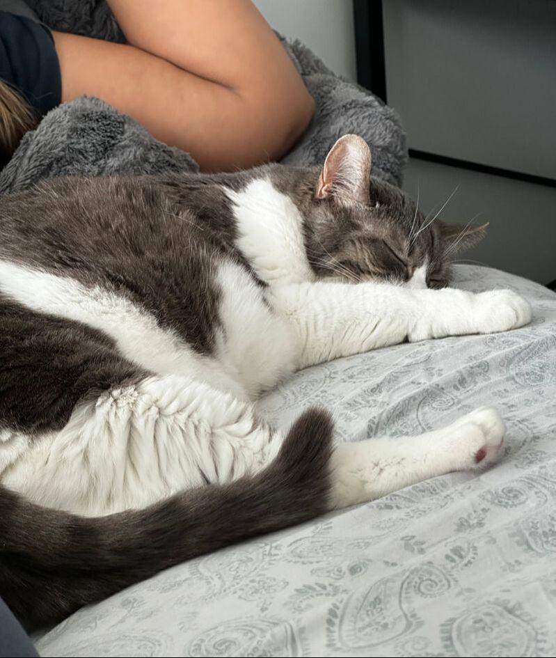 Enlarge Cassie, a Adoptable Domestic Short Hair in Mississauga, ON image 2/5