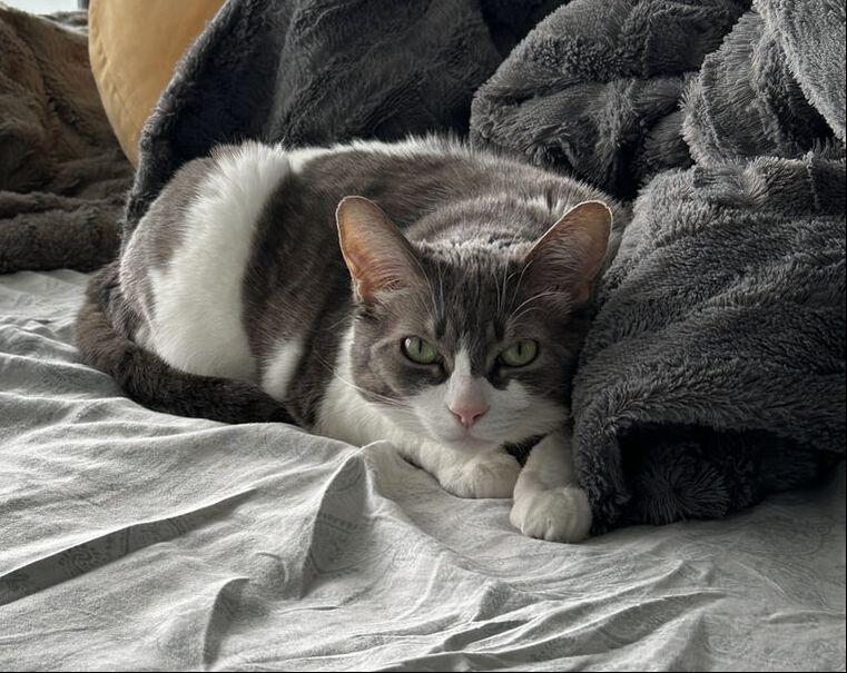 Enlarge Cassie, a Adoptable Domestic Short Hair in Mississauga, ON image 4/5