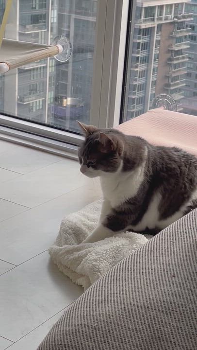 Enlarge Cassie, a Adoptable Domestic Short Hair in Mississauga, ON video 5/5