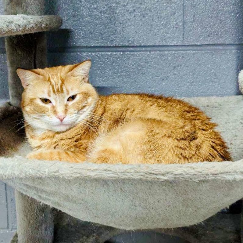 Tigger, Adoptable, Adult Male Domestic Long Hair.