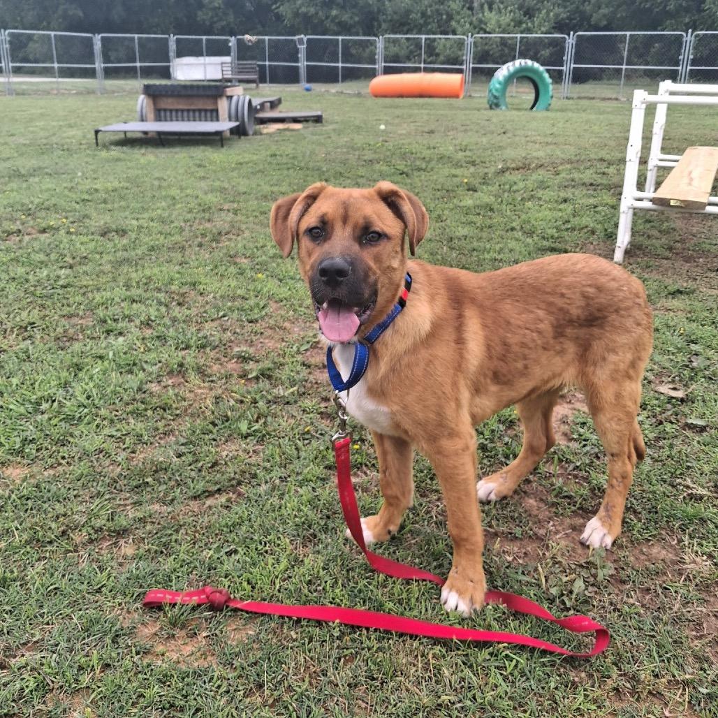 Elliot, Adoptable, Young Male Mixed Breed.
