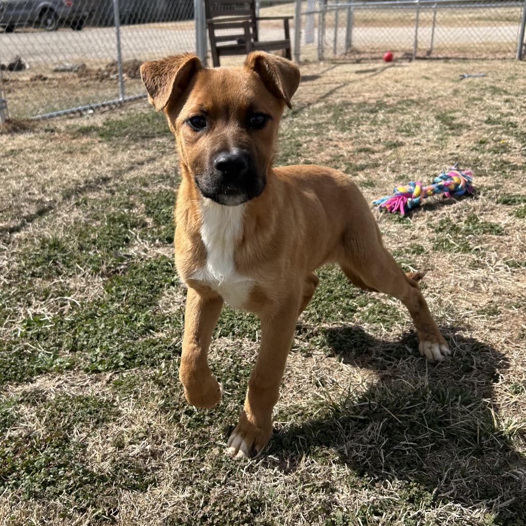Enlarge Elliot, a Adoptable Mixed Breed in Pauls Valley, OK image 1/1