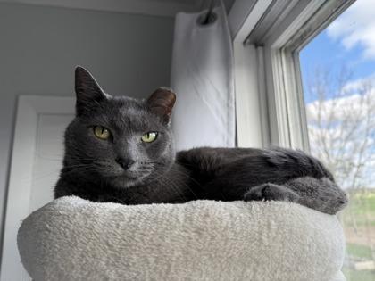 Toast, an adoptable Domestic Short Hair in Wautoma, WI, 54982 | Photo Image 3