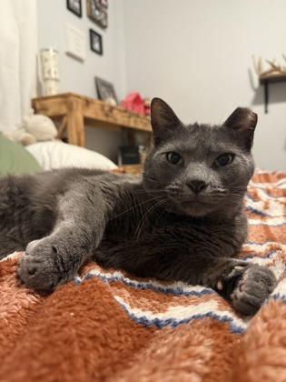 Toast, an adoptable Domestic Short Hair in Wautoma, WI, 54982 | Photo Image 1
