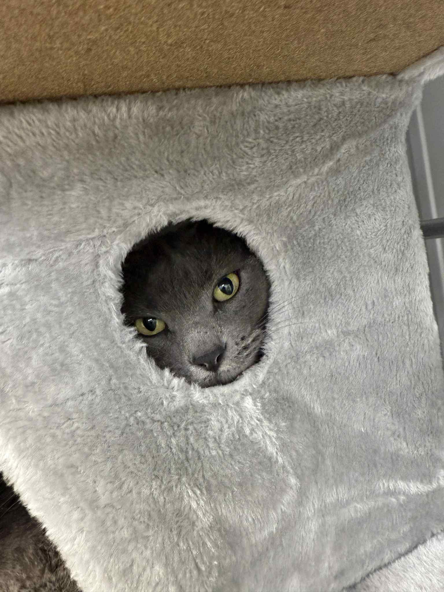 Toast, an adoptable Domestic Short Hair in Wautoma, WI, 54982 | Photo Image 4