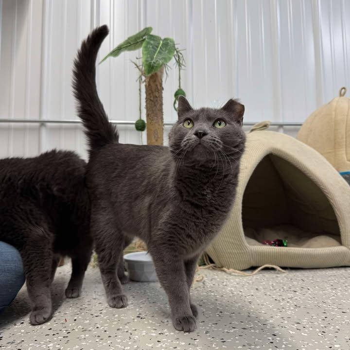 Toast, an adoptable Domestic Short Hair in Wautoma, WI, 54982 | Photo Image 5