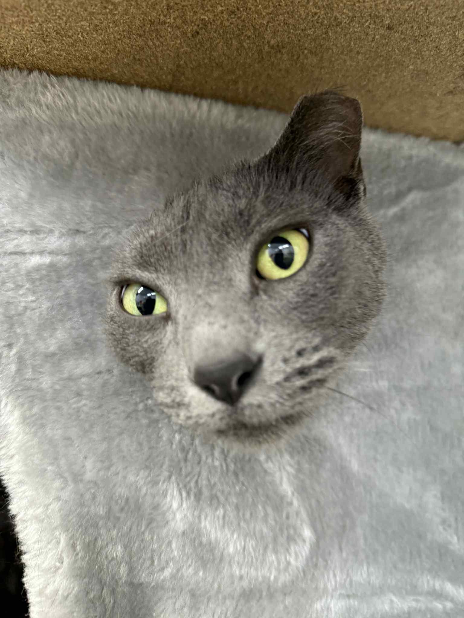 Toast, an adoptable Domestic Short Hair in Wautoma, WI, 54982 | Photo Image 2