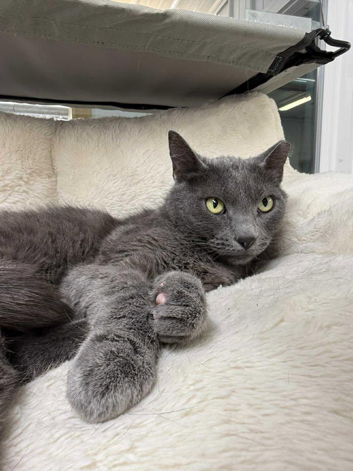 Toast, an adoptable Domestic Short Hair in Wautoma, WI, 54982 | Photo Image 4