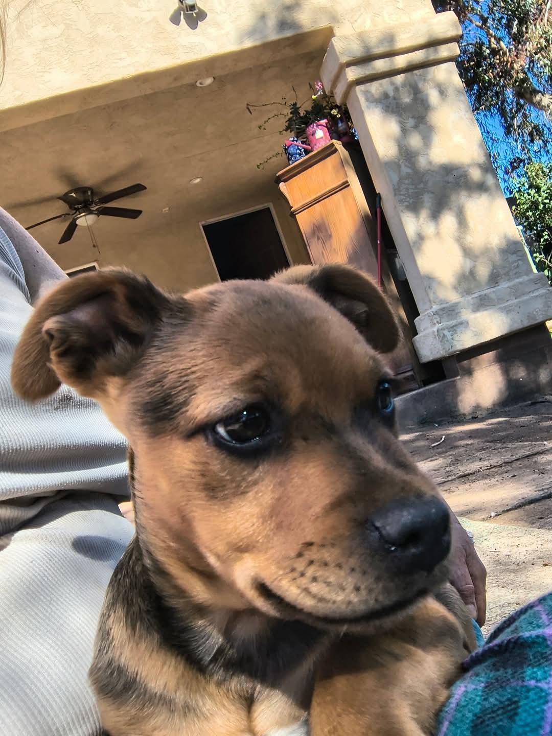 Enlarge Khalifa, a Adoptable mixed breed in Lake Elsinore, CA image 4/6