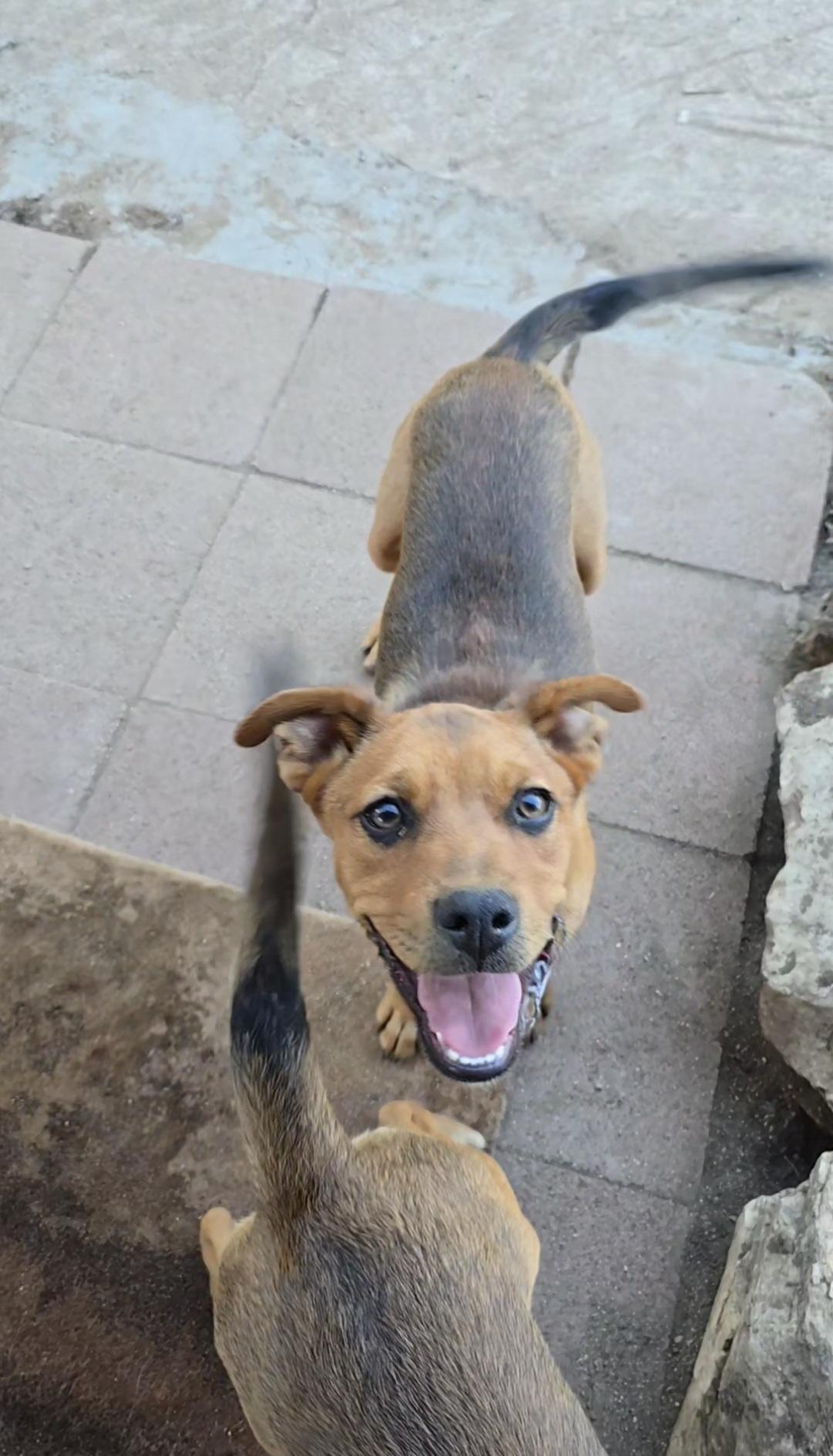 Enlarge Khalifa, a Adoptable mixed breed in Lake Elsinore, CA image 1/6