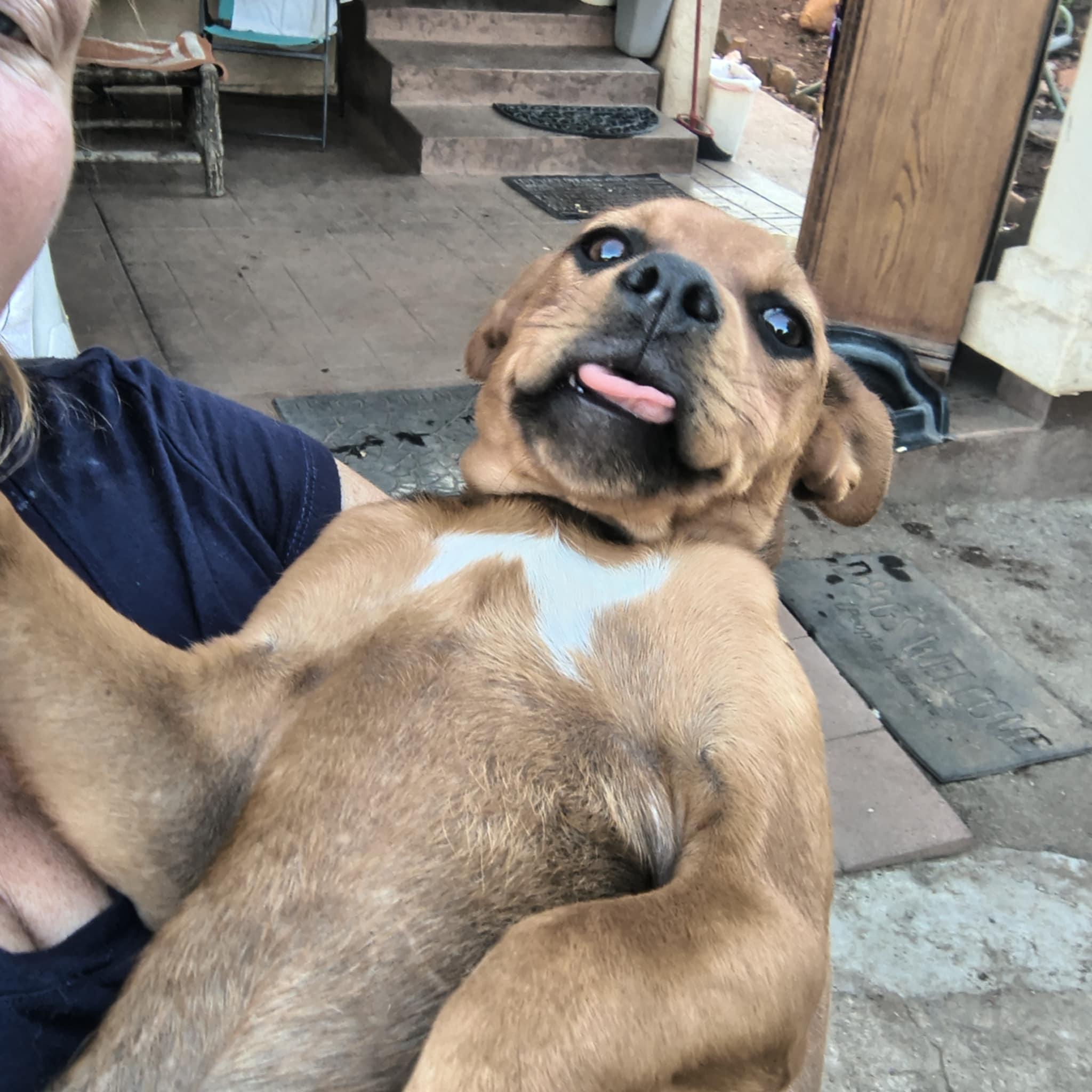 Enlarge Khalifa, a Adoptable mixed breed in Lake Elsinore, CA image 2/6