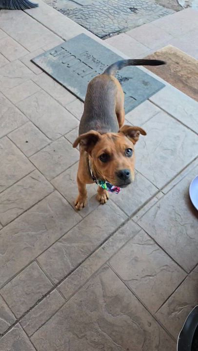 Enlarge Khalifa, a Adoptable mixed breed in Lake Elsinore, CA video 5/6