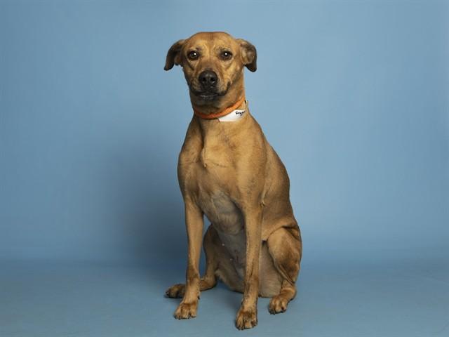 Enlarge TEMMIE, a Adoptable mixed breed in Phoenix, AZ image 1/1