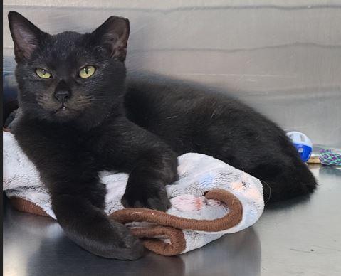 Donny Darko, a Adoptable Domestic Short Hair in Russellville, KY image 1/2