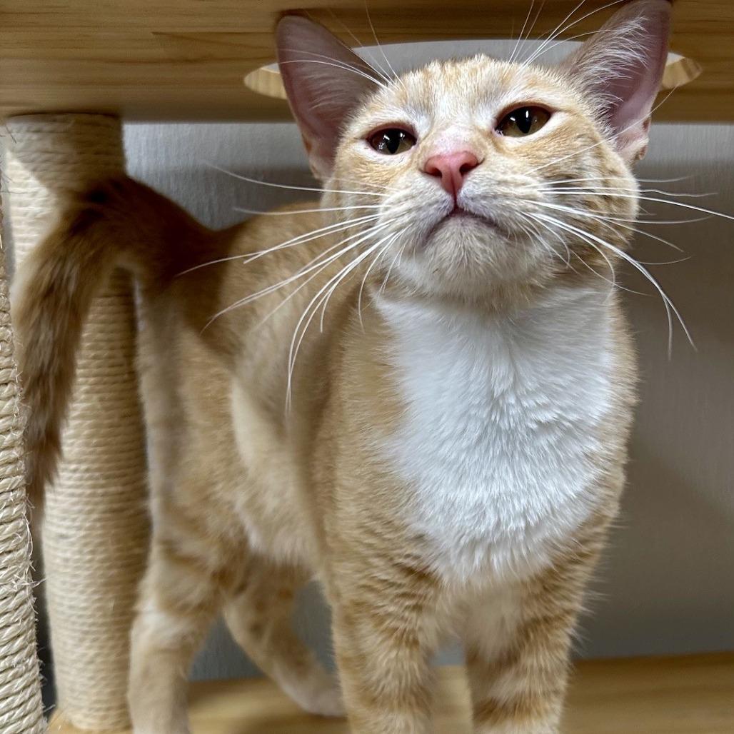 Ziggy, Adoptable, Young Male Domestic Short Hair.