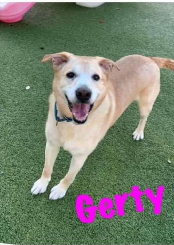 Enlarge Gerty, a Adopted Labrador Retriever in Radcliff, KY image 1/1