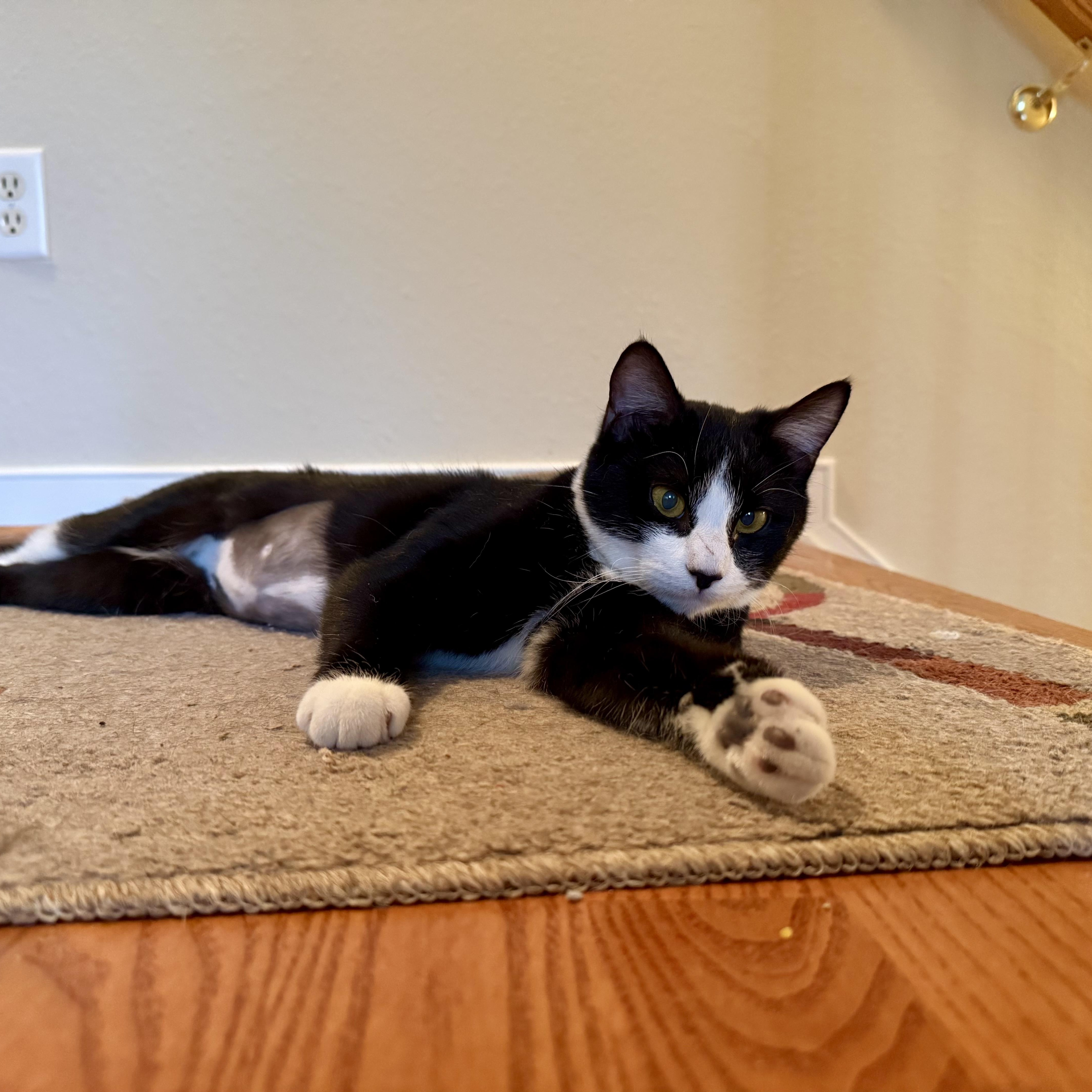 Galaxy, ADOPTABLE, Kitten Female Domestic Short Hair.