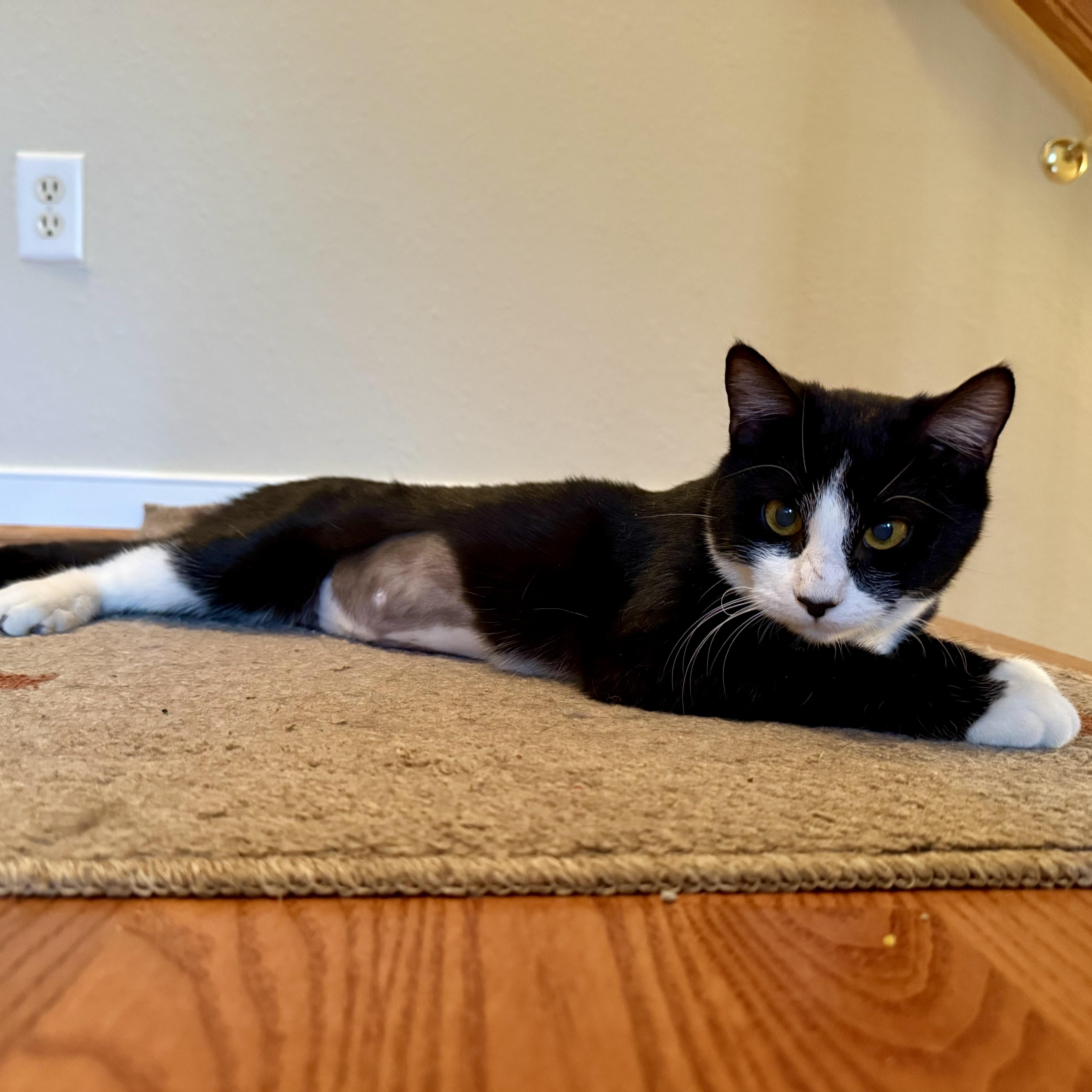 Galaxy, a ADOPTABLE Domestic Short Hair in Richmond, VA image 2/2