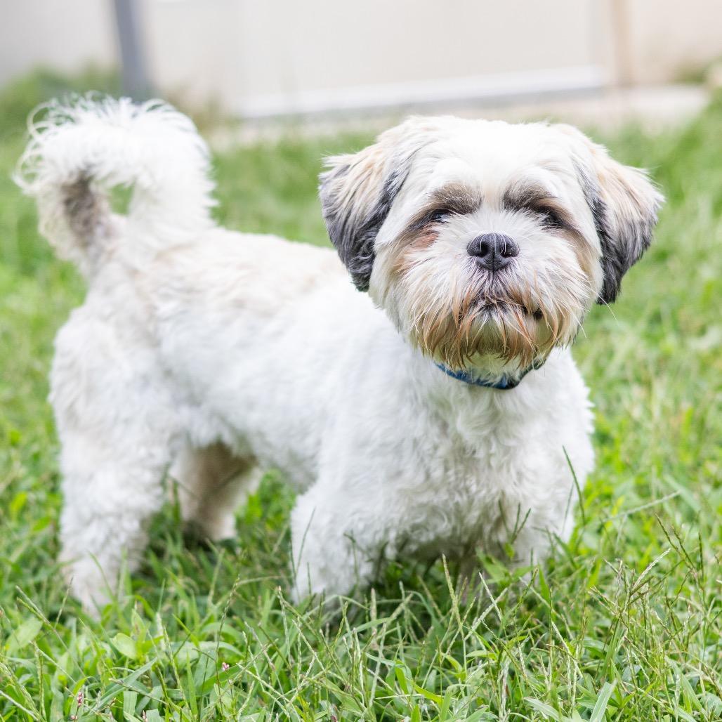 Enlarge Dallas, a Adoptable mixed breed in Newark, DE image 1/6
