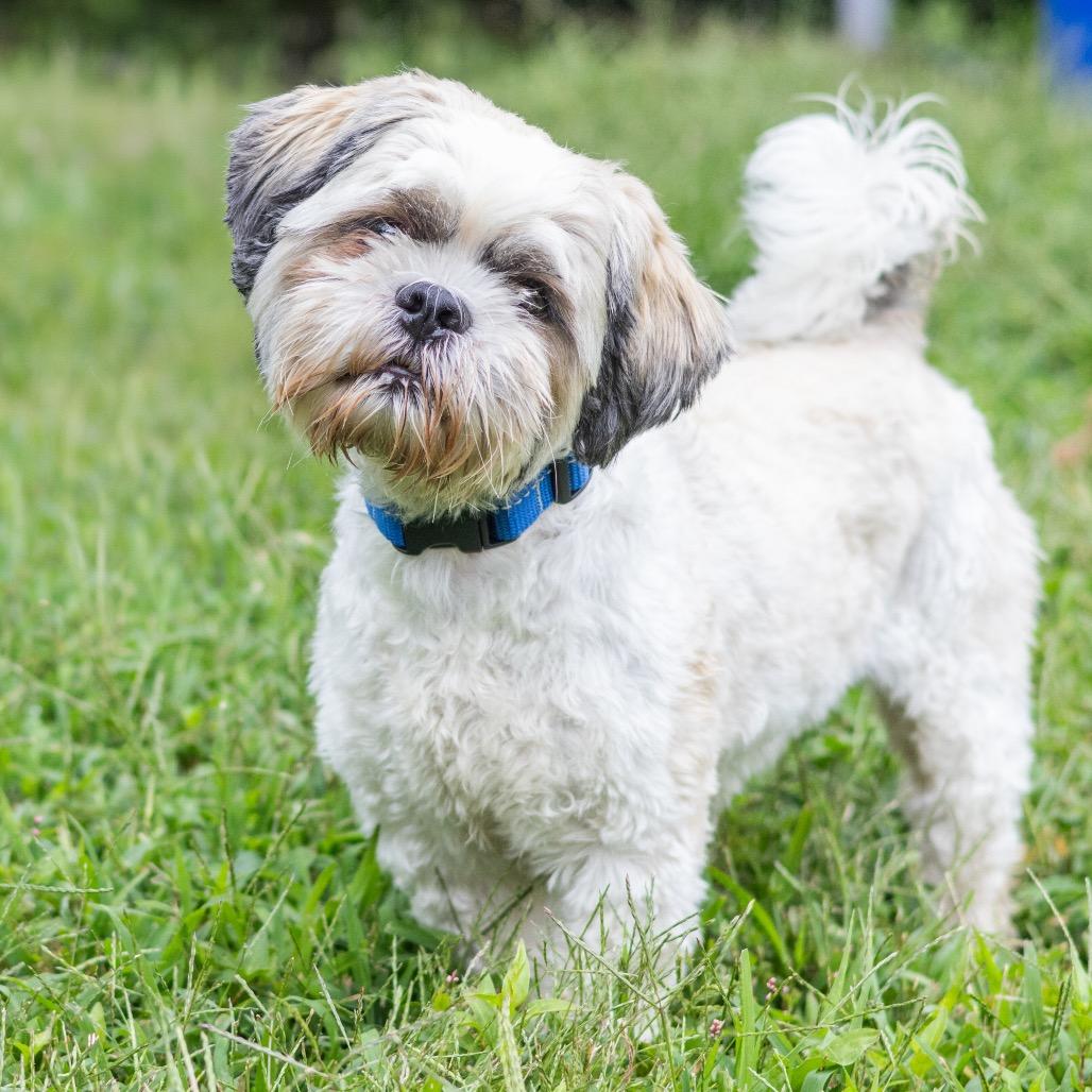 Enlarge Dallas, a Adoptable mixed breed in Newark, DE image 6/6