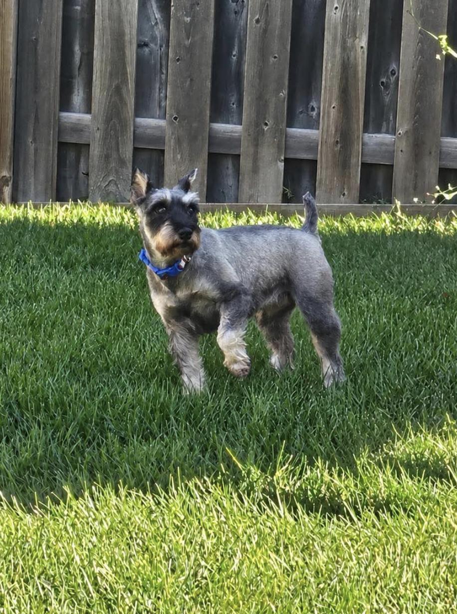 Pepper 4834, Adoptable, Adult Male Schnauzer.