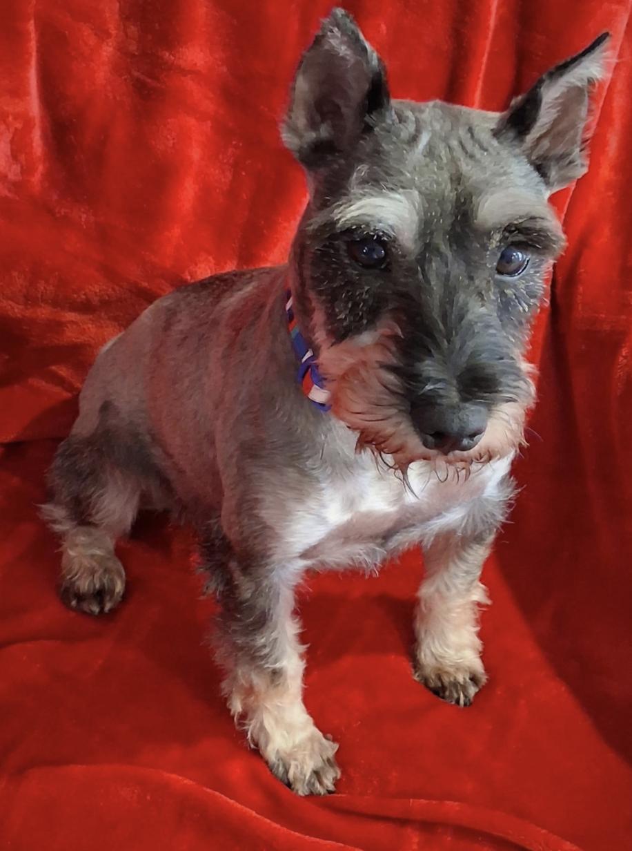 Enlarge Pepper 4834, a Adoptable Schnauzer in Pickering, ON image 2/3