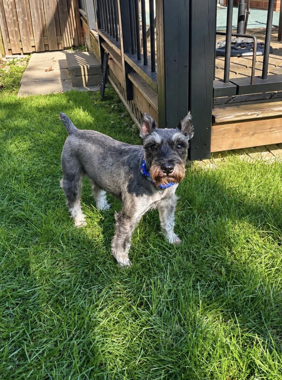 Enlarge Pepper 4834, a Adoptable Schnauzer in Pickering, ON image 3/3