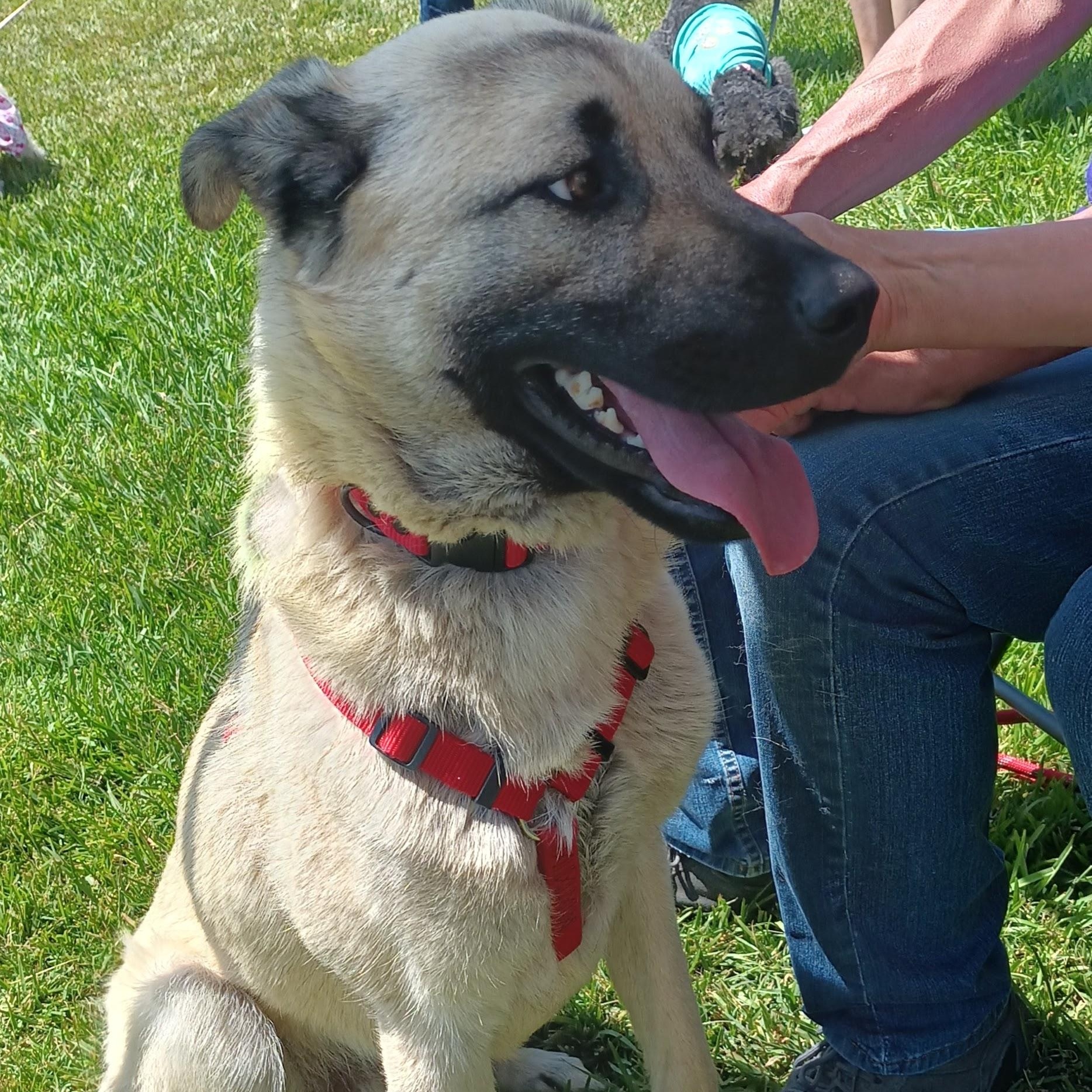 Bobby, Adoptable, Young Male Anatolian Shepherd.