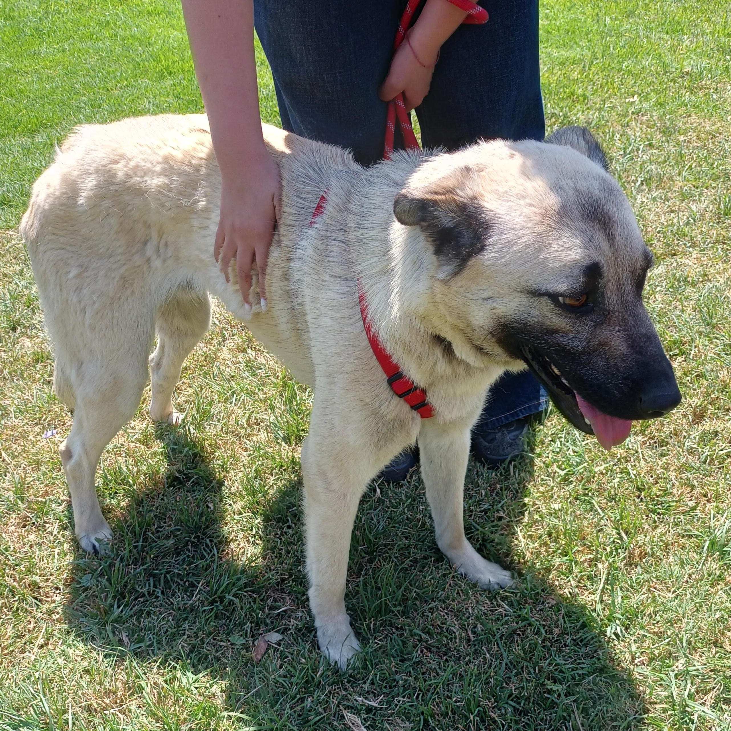 Enlarge Bobby, a Adoptable mixed breed in San Diego, CA image 4/5
