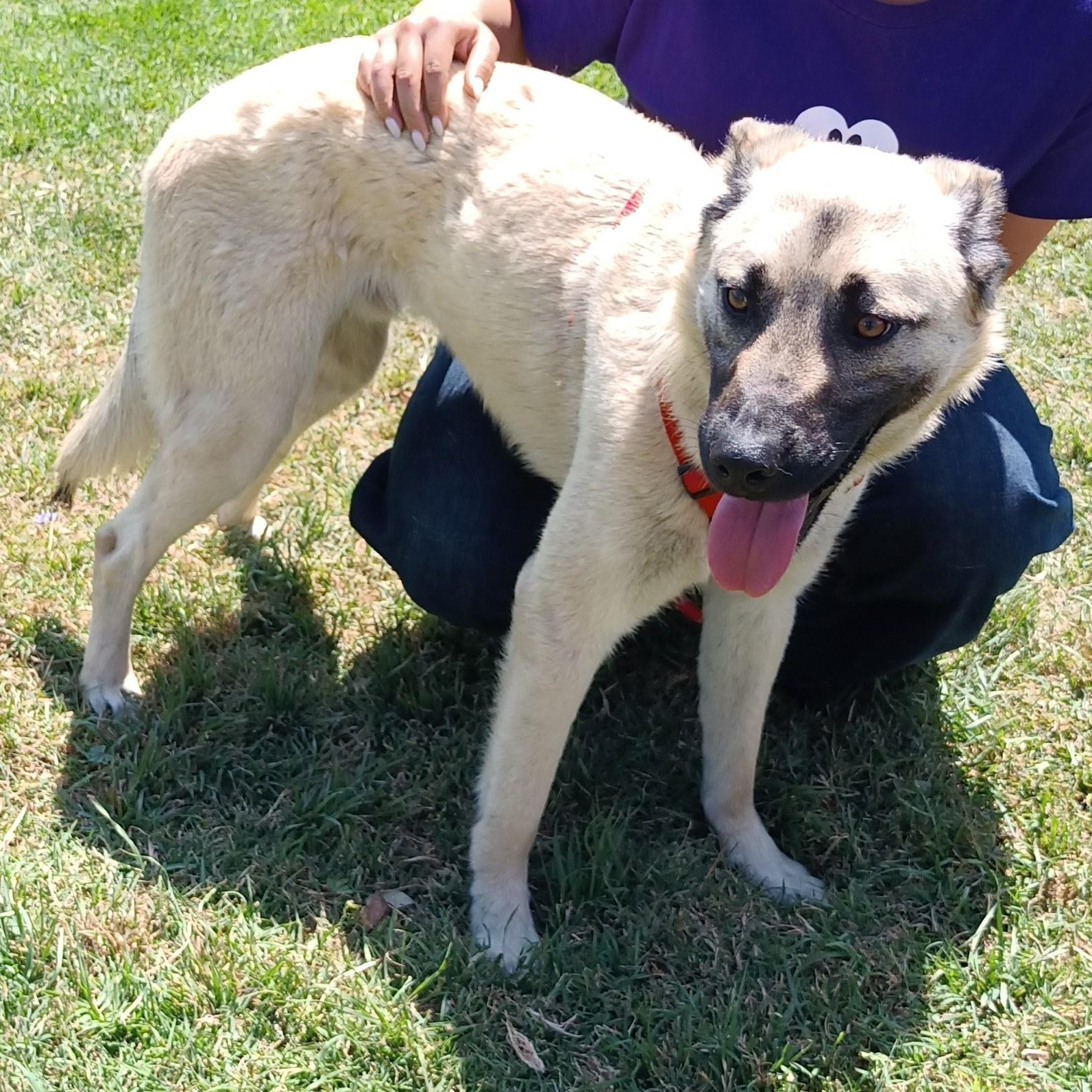 Enlarge Bobby, a Adoptable mixed breed in San Diego, CA image 3/5