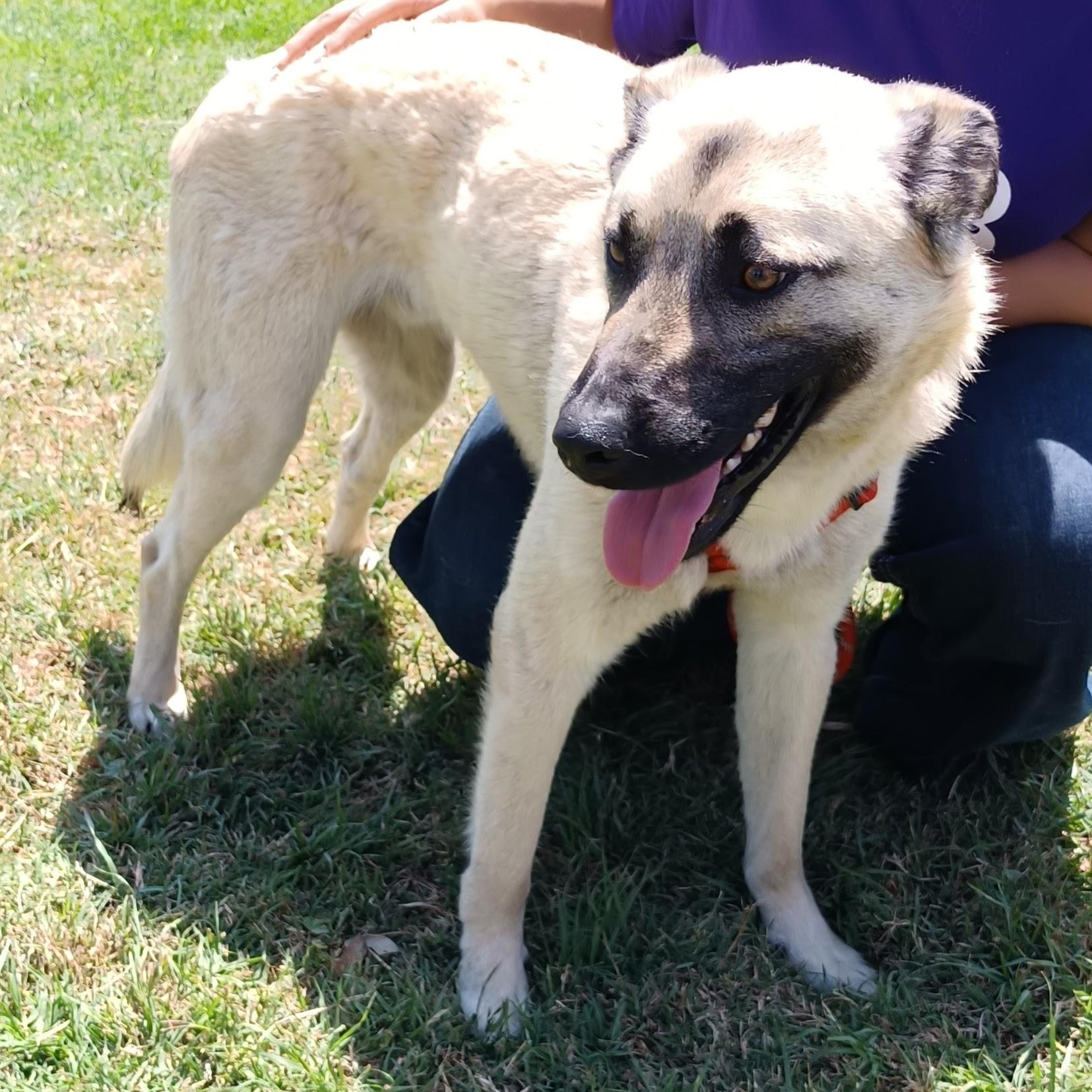 Enlarge Bobby, a Adoptable mixed breed in San Diego, CA image 2/5