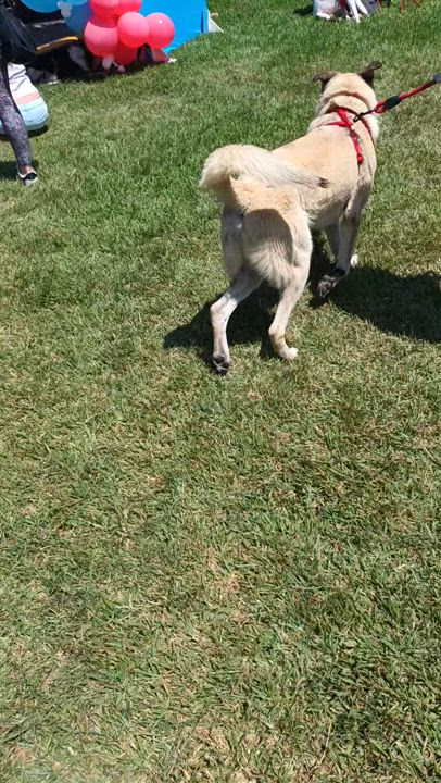 Enlarge Bobby, a Adoptable mixed breed in San Diego, CA video 5/5