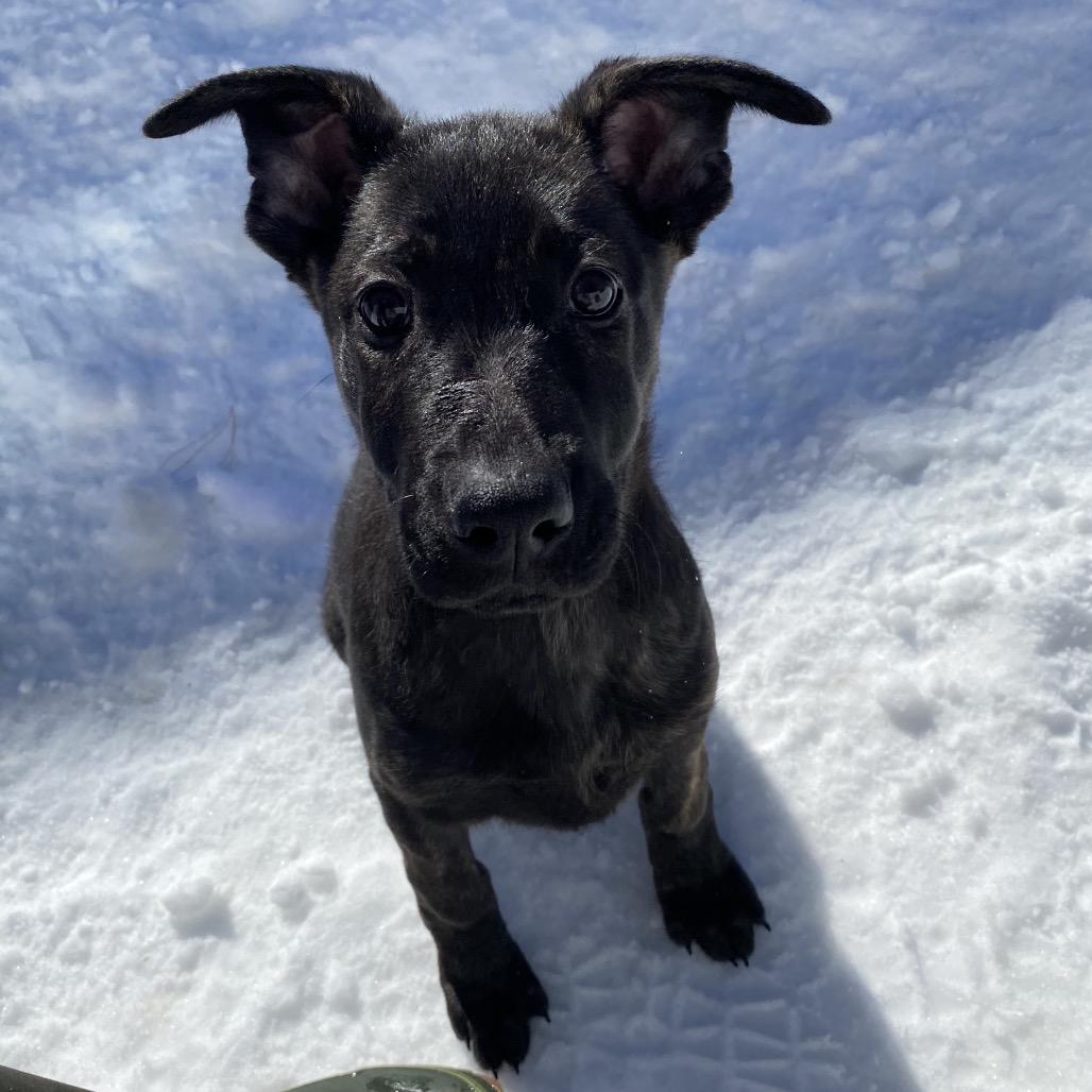 Enlarge Tulip, a Adoptable Mixed Breed in Bedford, NH image 1/3