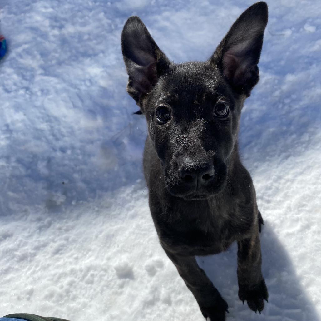 Enlarge Tulip, a Adoptable Mixed Breed in Bedford, NH image 2/3