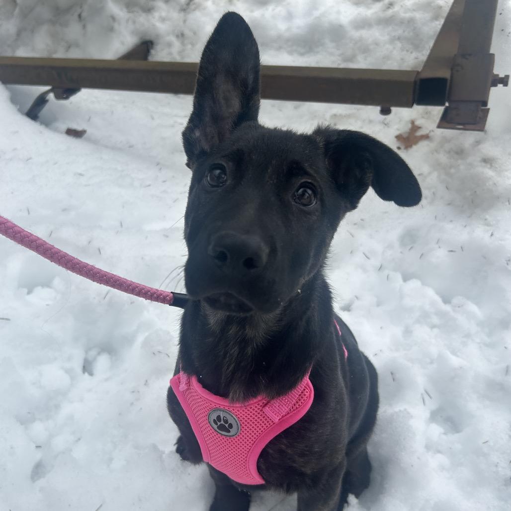 Enlarge Tulip, a Adoptable Mixed Breed in Bedford, NH image 3/3