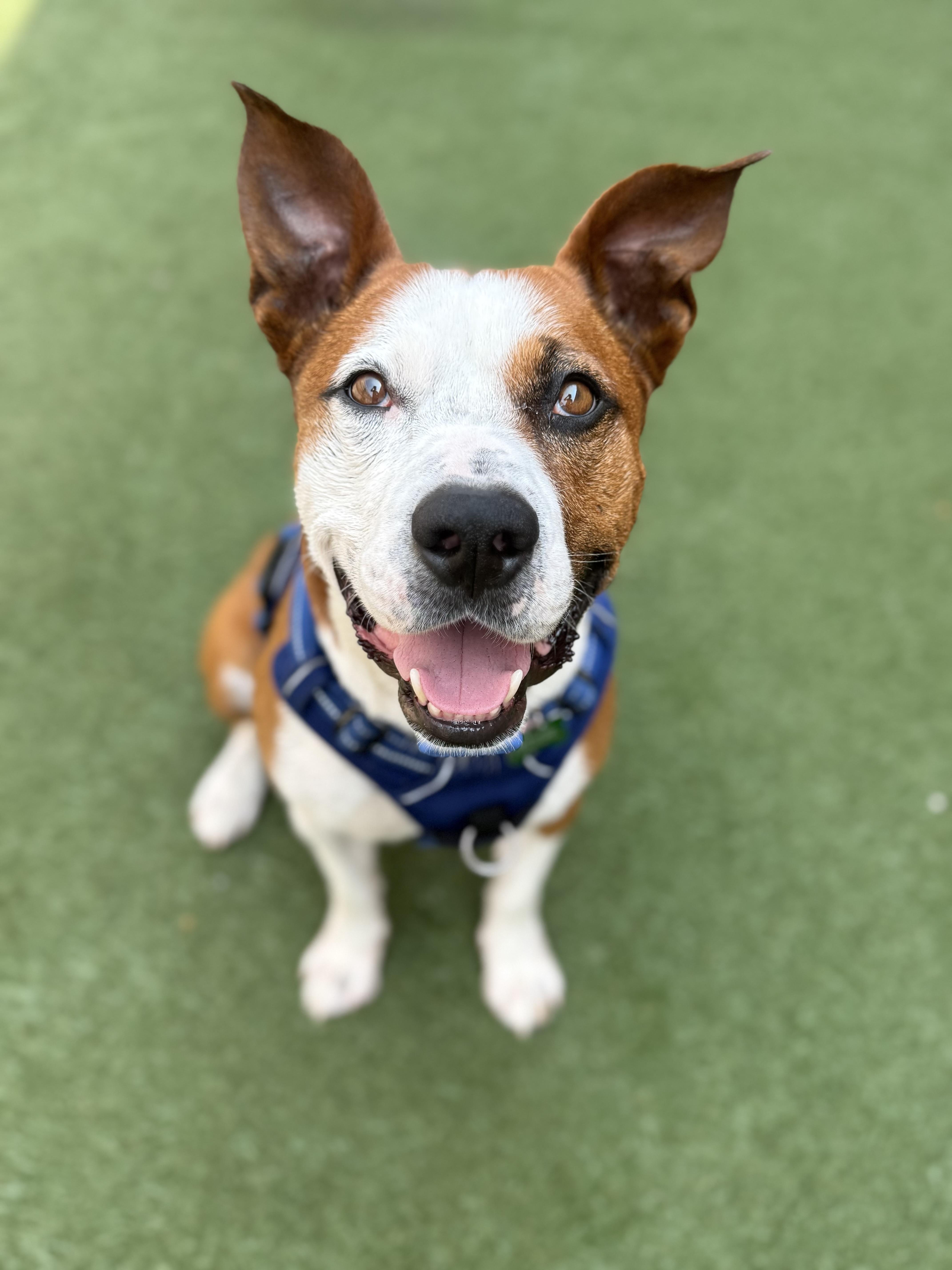 Capone, an adoptable mixed breed in Itasca, IL image 2/3