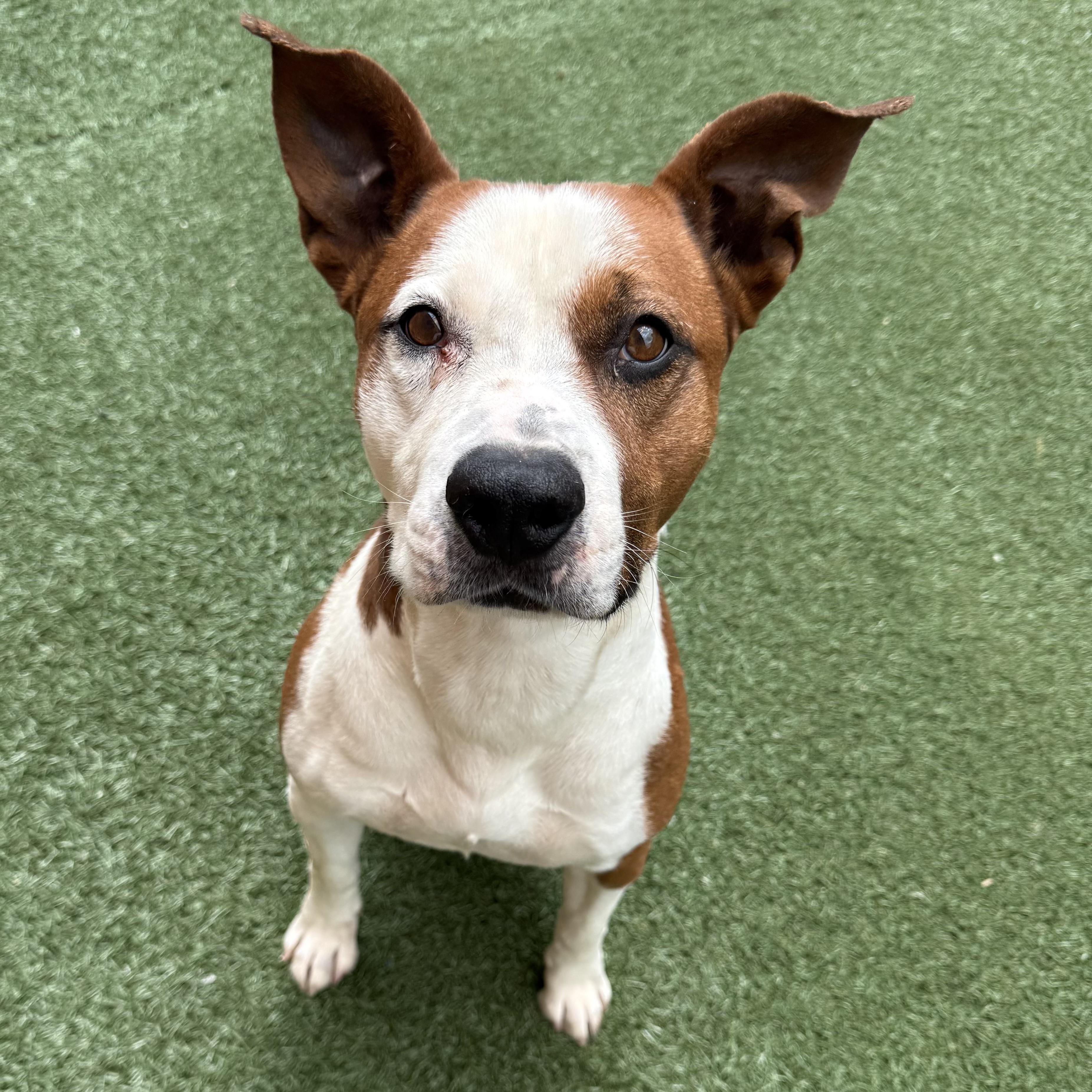 Capone, an adoptable mixed breed in Itasca, IL image 3/4