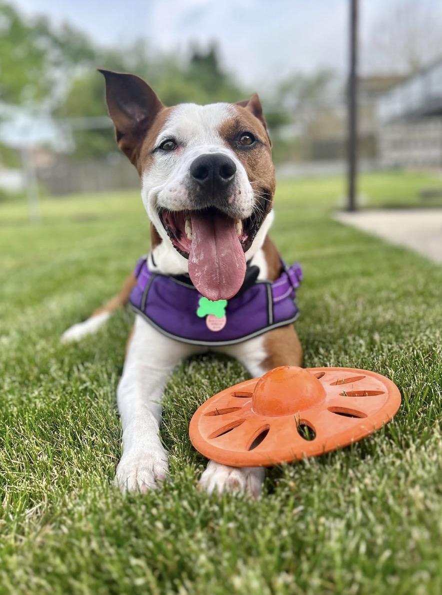 Capone, Adoptable, Adult Male American Staffordshire Terrier & Pit Bull Terrier.