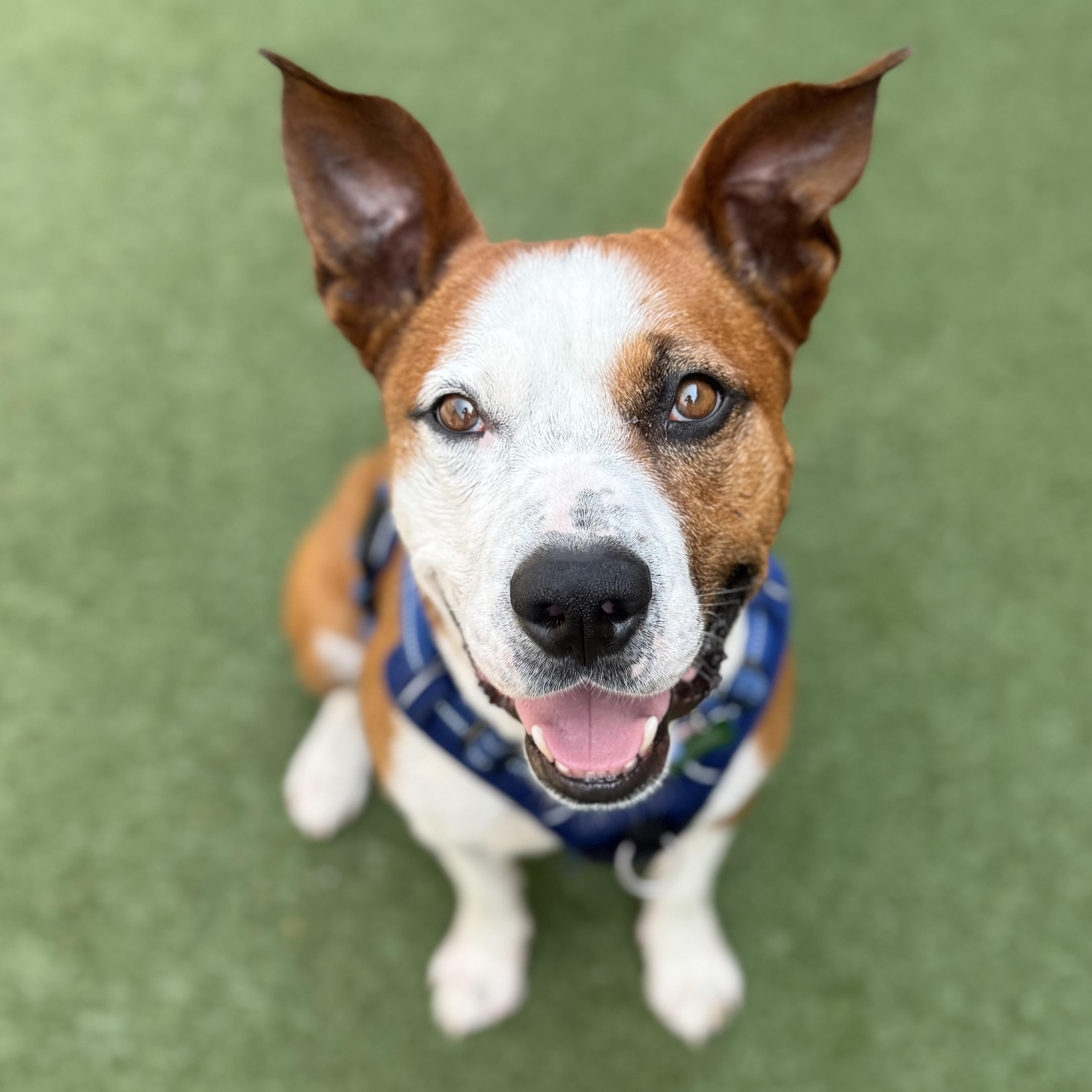 Capone, adoptable, Adult Male American Staffordshire Terrier.