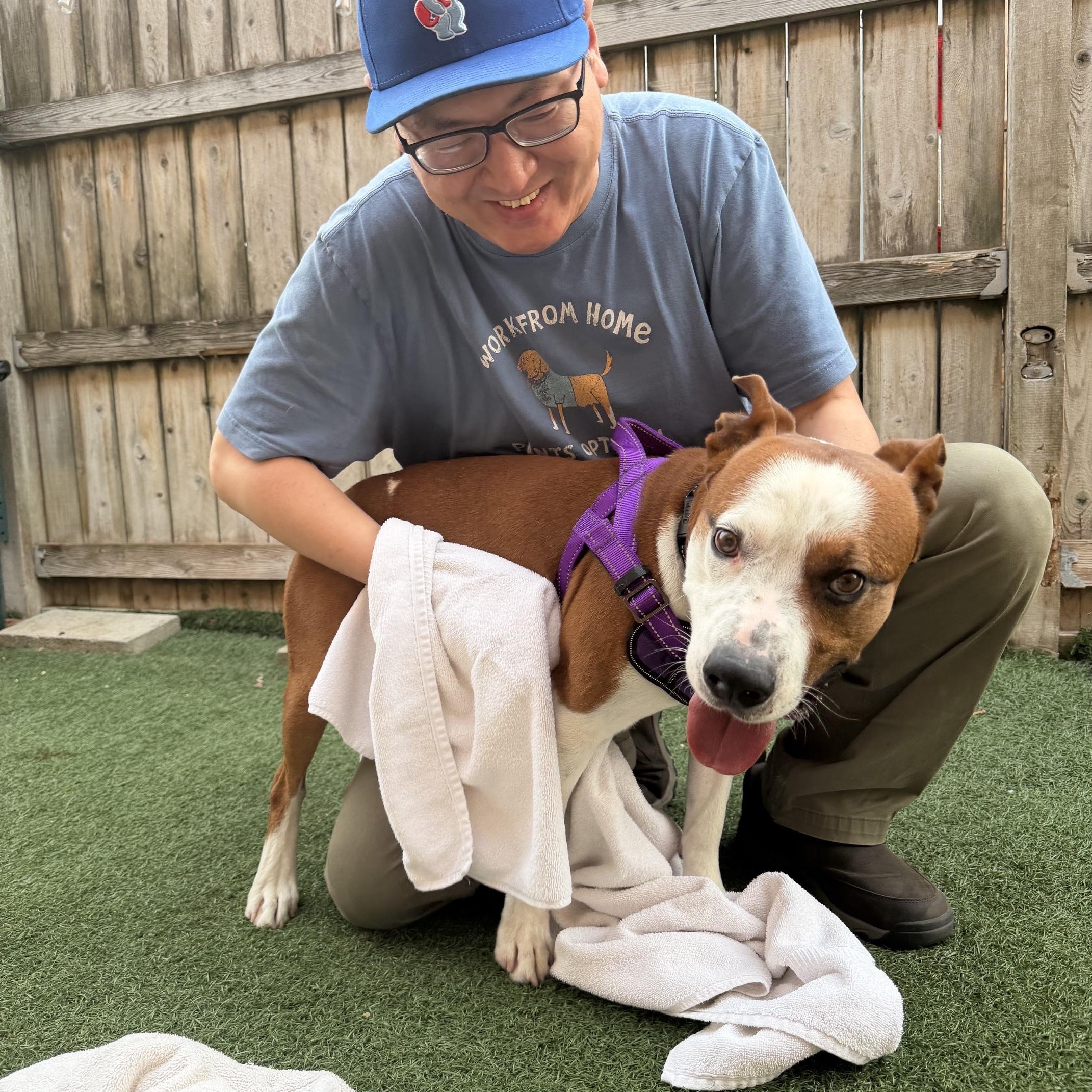 Capone, an adoptable mixed breed in Itasca, IL image 2/4