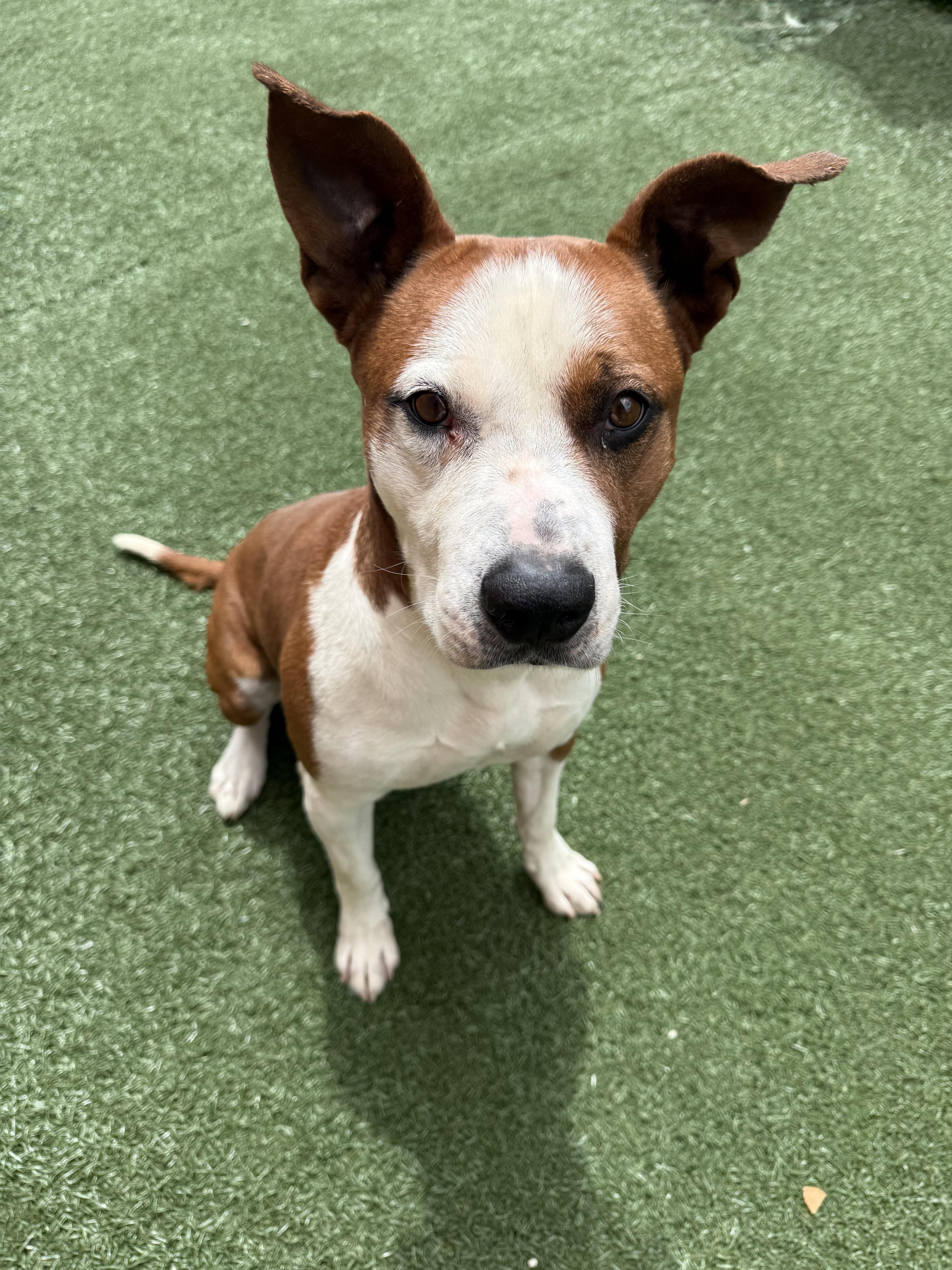 Capone, an adoptable mixed breed in Itasca, IL image 4/4