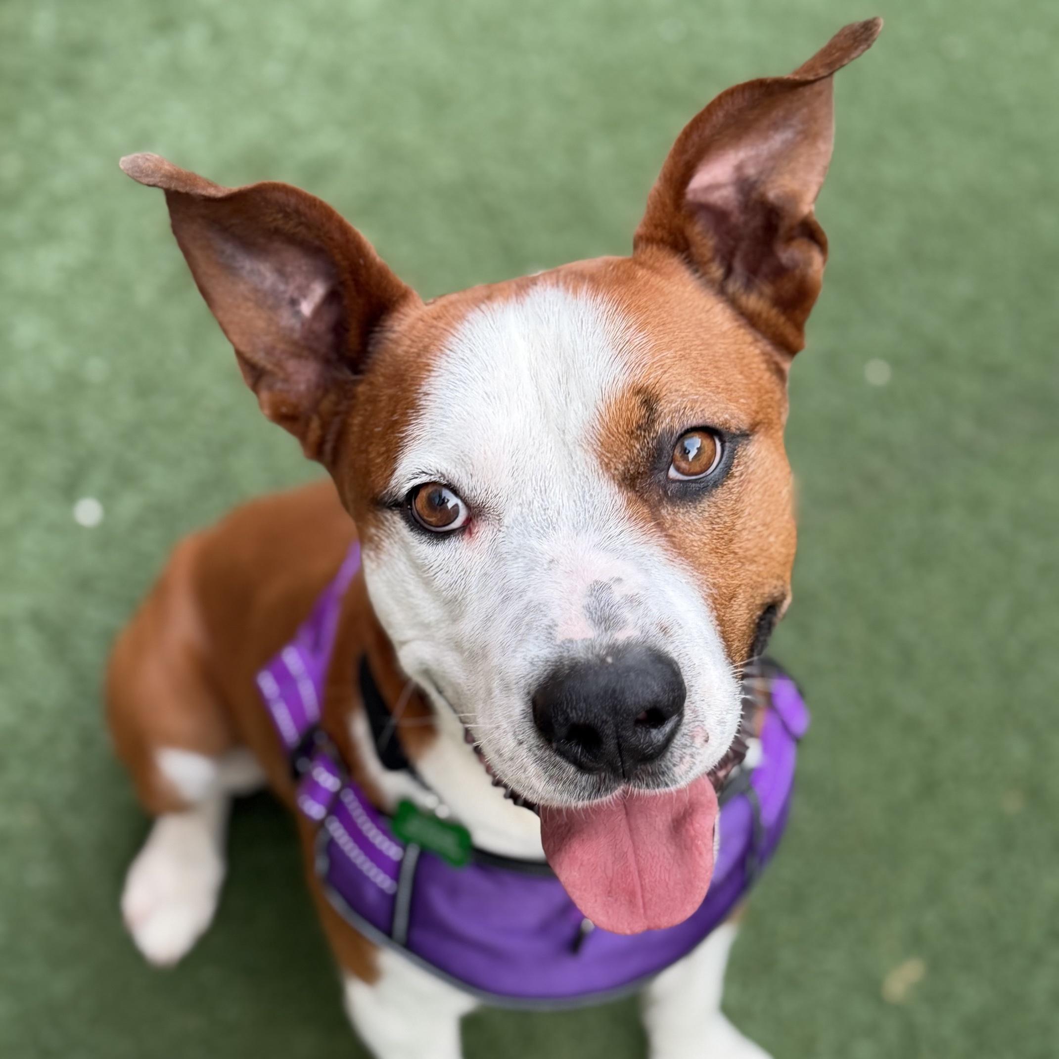 Capone, an adoptable mixed breed in Itasca, IL image 1/4