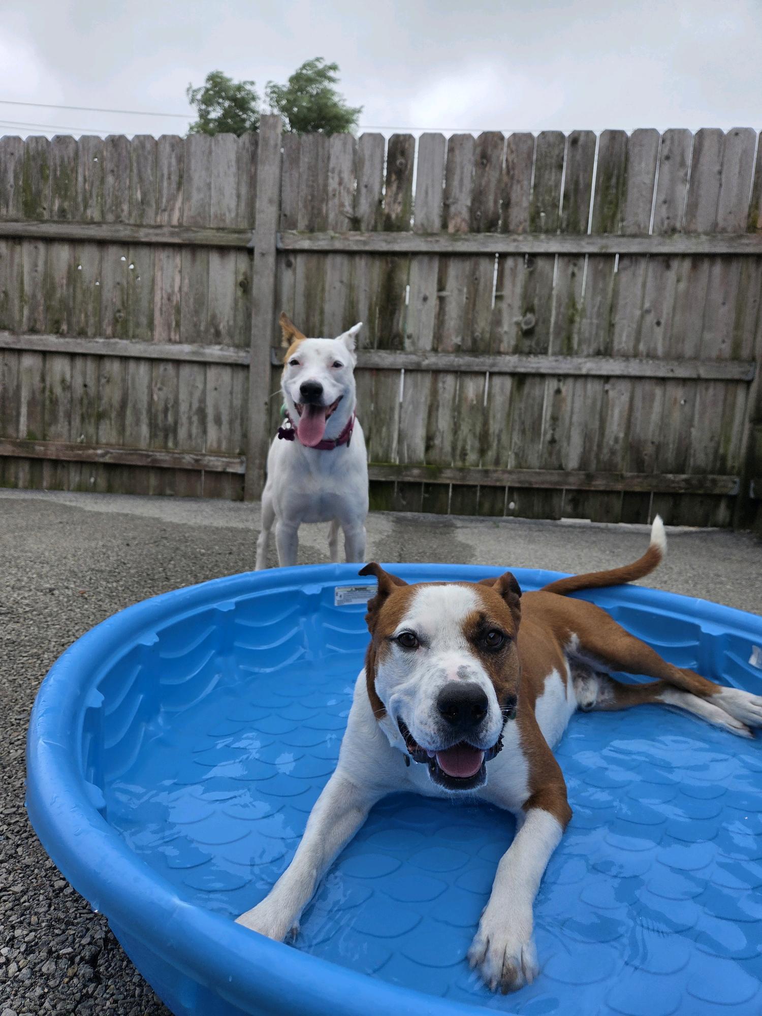Enlarge Capone, a Adoptable mixed breed in Schaumburg, IL image 3/5