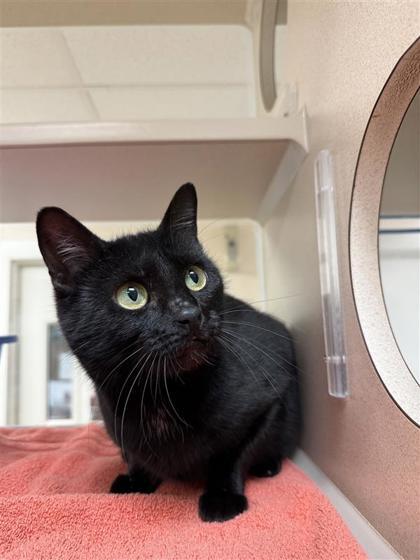 Enlarge Midlife Crisis, a Adoptable mixed breed in Hutchinson, KS image 1/3