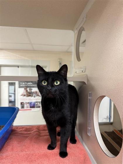 Enlarge Midlife Crisis, a Adoptable mixed breed in Hutchinson, KS image 3/3